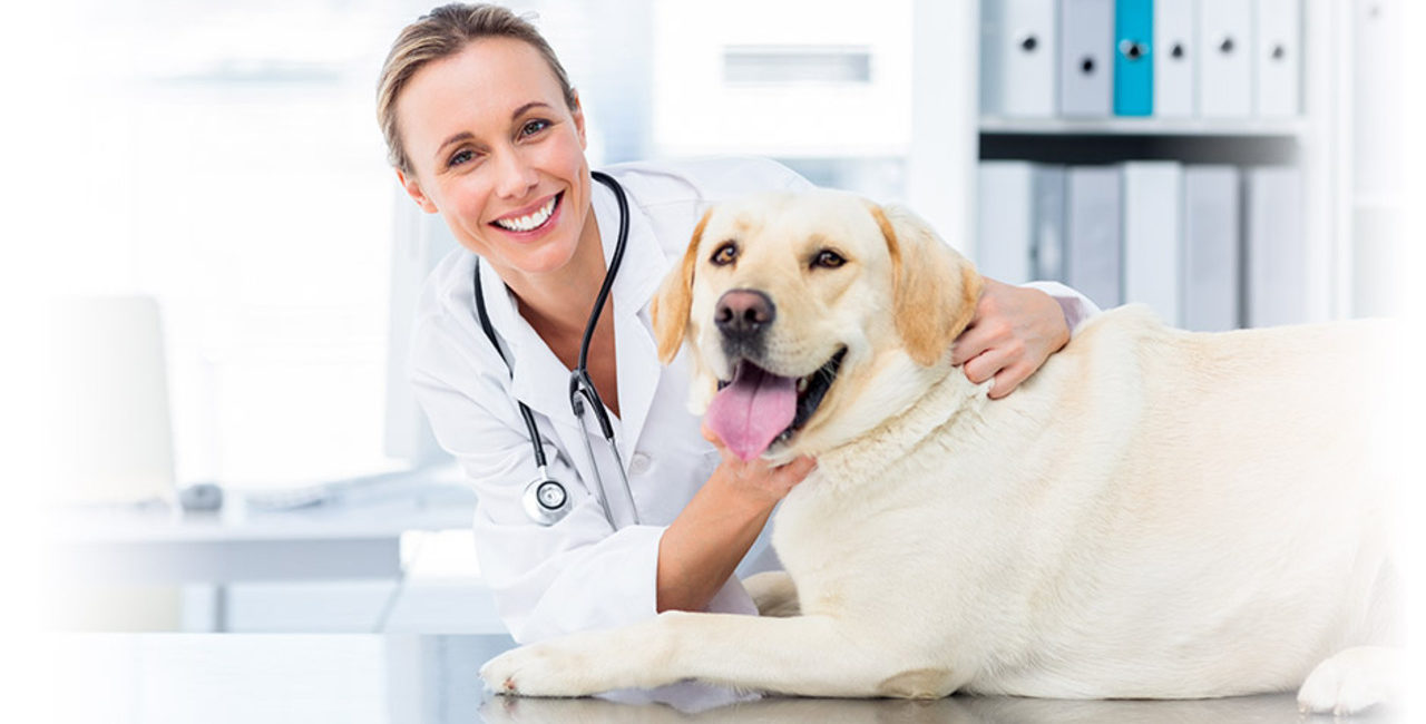 Айболит-ветеринарная скорая помощь